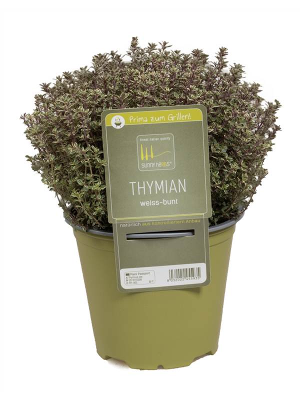 Thymian, Italienische Kräuter Bellandris Rosenheim